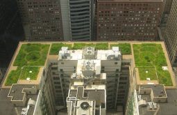 Bay Area green roofing