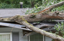 Bay area Roofer